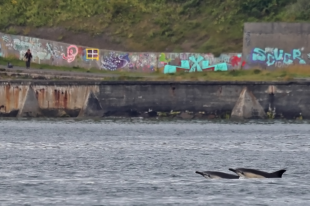 common dolphins
